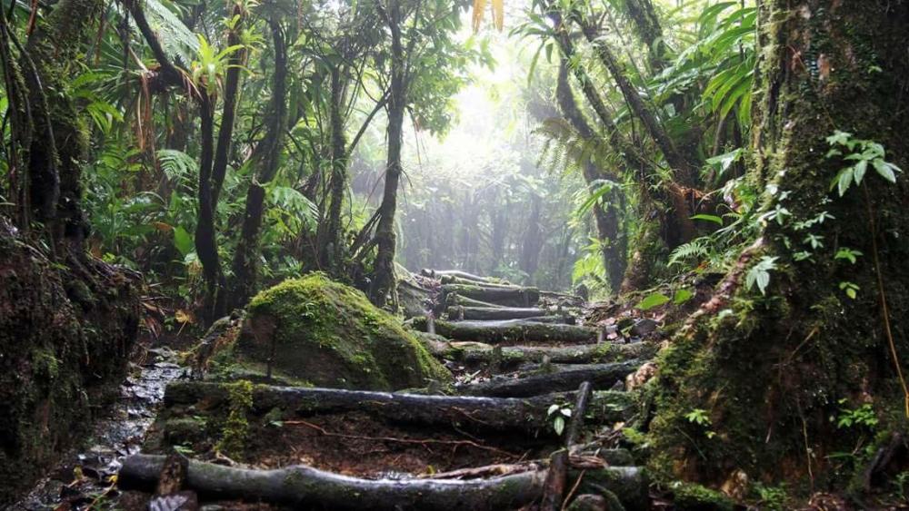 Dominica forest